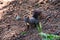 squirrel sits on tree trunk in forest and eats a nut, great animal picture