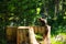 squirrel sits on tree trunk in forest and eats a nut, great animal picture