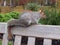 Squirrel sitting on bench back