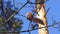 Squirrel sitting on a branch