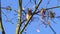 Squirrel sitting on a branch