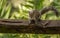 Squirrel sitting on the fence in Waterway of Aventura in North Miami, Florida