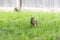 Squirrel sitting in the grass and eating a pecan nut