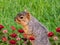 A squirrel sitting in the grass surrounded by pink and red flowe