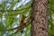 Squirrel sitting on a larch branch near the trunk