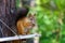 Squirrel is sitting on a tree. Animal, wild, cute, rodent, nature, forest blurred background curiosity. Copy space