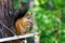 Squirrel is sitting on a tree. Animal, wild, cute, rodent, nature, forest blurred background curiosity. Copy space