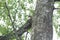 Squirrel sitting on a tree at summer forest against the sky in Finland