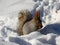 A squirrel on the snow eating the nut