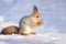 Squirrel snow winter