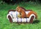 Squirrel on a sofa in summer time