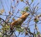 Squirrel in spring birch branches