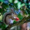 Squirrel standing on a branch looks very surprised with his mouth open while eating a bright red flower