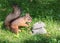 Squirrel standing in green grass and stealing nuts from cloth ba