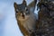 Squirrel Standing Guard in a Tree