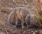 Squirrel staring at camera