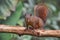 Squirrel staring at the photographer while running on a tree trunk