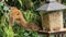 Squirrel stealing seeds from a bird feeder