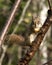 Squirrel stock photo. Squirrel close-up profile view on a tree branch in the forest  looking at the camera, displaying bushy tail