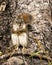 Squirrel Stock Photos. Squirrel close-up profile view sitting at the bottom of a tree in the forest  looking at the camera,