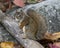 Squirrel Stock Photos. Squirrel close-up profile view sitting on a log in the forest  displaying bushy tail, brown fur, nose, eyes