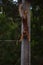 Squirrel stretches after sleep on wooden post and pine trees background