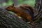 A squirrel stretching and sniffing something on a tree branch