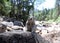 Squirrel surrounded by stones in a forest during daytime