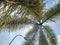 squirrel tail palm tree under a clear sky