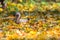 Squirrel tail sticking out from many fallen yellow maple leaves in the autumn park. Fluffy squirrel searches for food