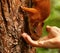 Squirrel takes seeds from man\'s hand