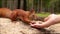 Squirrel takes a walnut from woman hand.