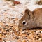 Squirrel Tamiasciurus hudsonicus steals bird food