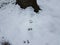 Squirrel tracks in snow leading to tree