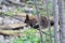 Squirrel on a tree branch in the forest