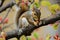 a squirrel on tree branch gnawing on pecan