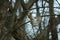 Squirrel on a tree branch in spring in the park