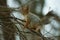 Squirrel on a tree branch in winter in the forest