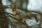 Squirrel on a tree branch in winter in the forest