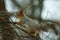 Squirrel on a tree branch in winter in the forest