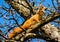 Squirrel tree brown autumn wildlife look tree crackers looking curiosity blue sky