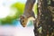 Squirrel on tree colorful background