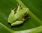 Squirrel Tree Frog on Green Tropical Plan