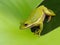 Squirrel Tree Frog on Magnolia Tree Leaf