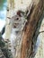 Squirrel in a Tree with a Sweet Expression on its Face