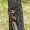 Squirrel on a tree trunk