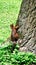 Squirrel on a tree trunk from the back