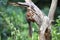 Squirrel on tree trunk searching for food