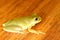 Squirrel Treefrog (Hyla squirella)