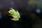 Squirrel Treefrog (Hyla squirella) on Glass